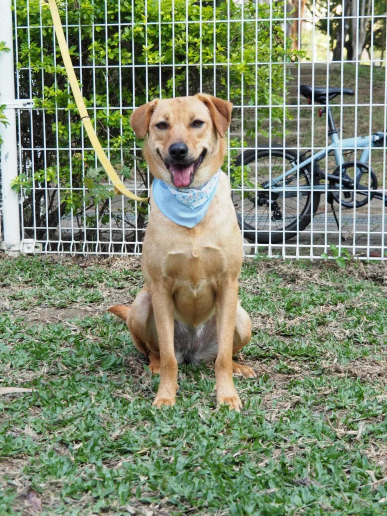 Kimmie, a ADOPTABLE mixed breed in San Mateo, CA image 5/6