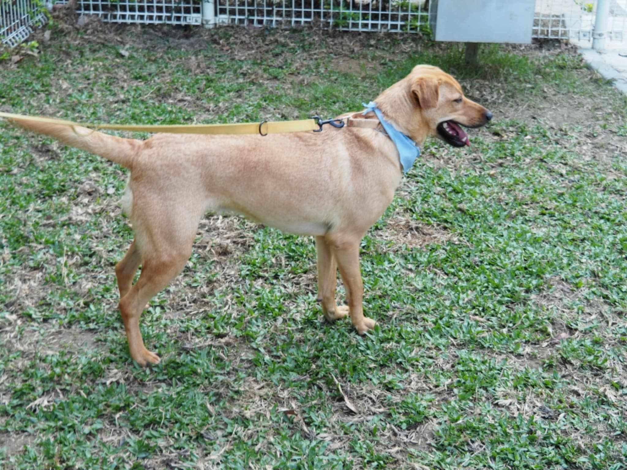 Kimmie, a ADOPTABLE mixed breed in San Mateo, CA image 4/6