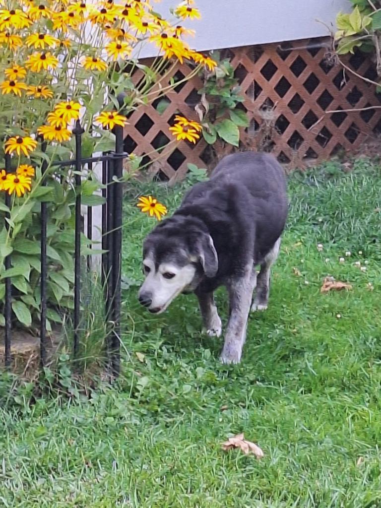 Mia **courtesy listing**, Adoptable, Senior Female Affenpinscher.