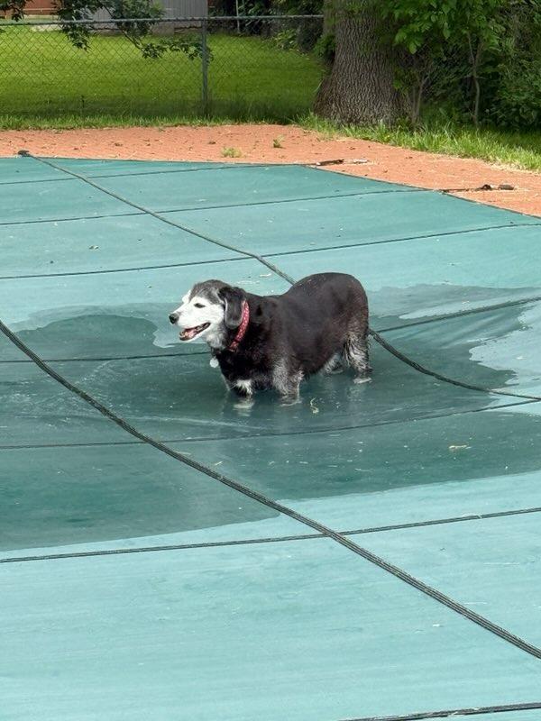 Enlarge Mia **courtesy listing**, a Adoptable Affenpinscher in Peru, NY image 3/3