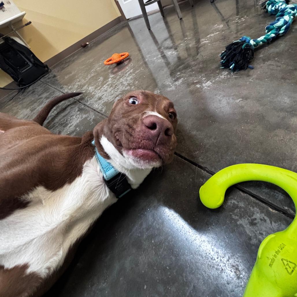 Ares, Adoptable, Young Male Mixed Breed.