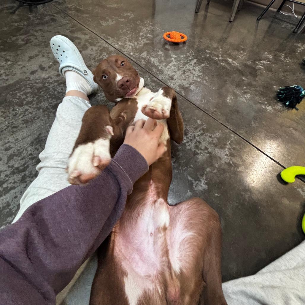 Enlarge Ares, a Adoptable Mixed Breed in Columbia, MO image 2/6