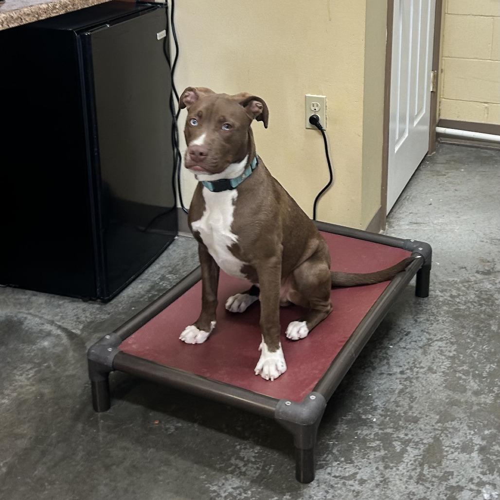 Enlarge Ares, a Adoptable Mixed Breed in Columbia, MO image 3/6