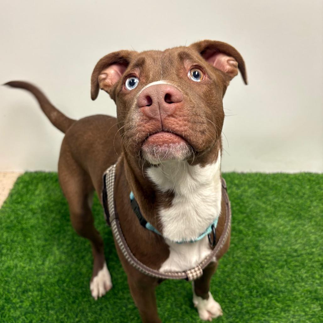 Enlarge Ares, a Adoptable Mixed Breed in Columbia, MO image 4/6