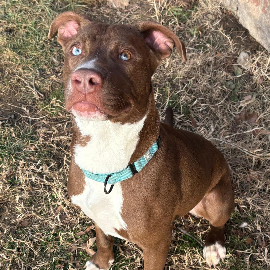 Enlarge Ares, a Adoptable Mixed Breed in Columbia, MO image 5/6