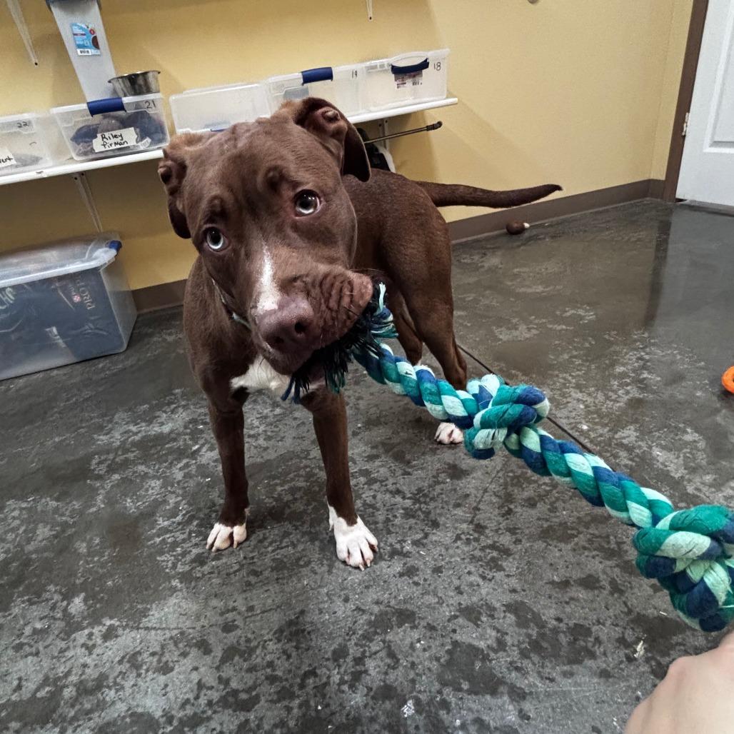 Enlarge Ares, a Adoptable Mixed Breed in Columbia, MO image 6/6