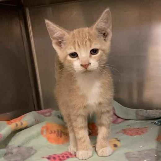 Enlarge Leo, a Adoptable Domestic Short Hair in Elbow Lake, MN image 1/1