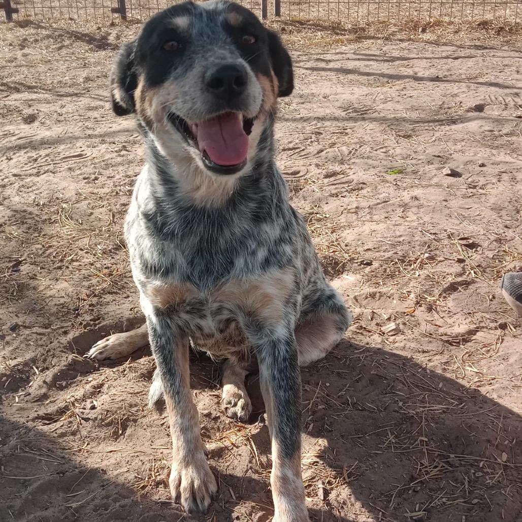 Lizzie, Adoptable, Adult Female Australian Cattle Dog / Blue Heeler.