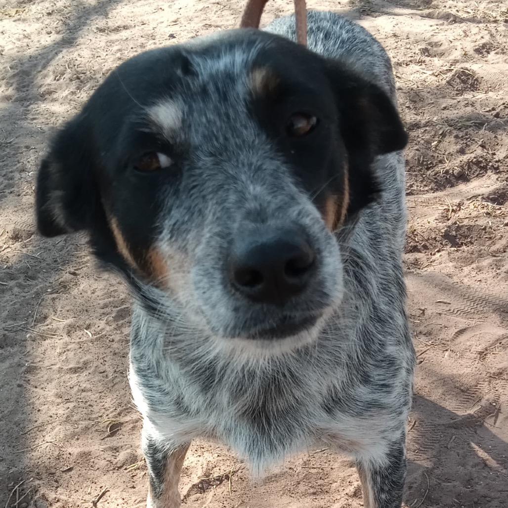 Lizzie, Adoptable, Adult Female Australian Cattle Dog / Blue Heeler.