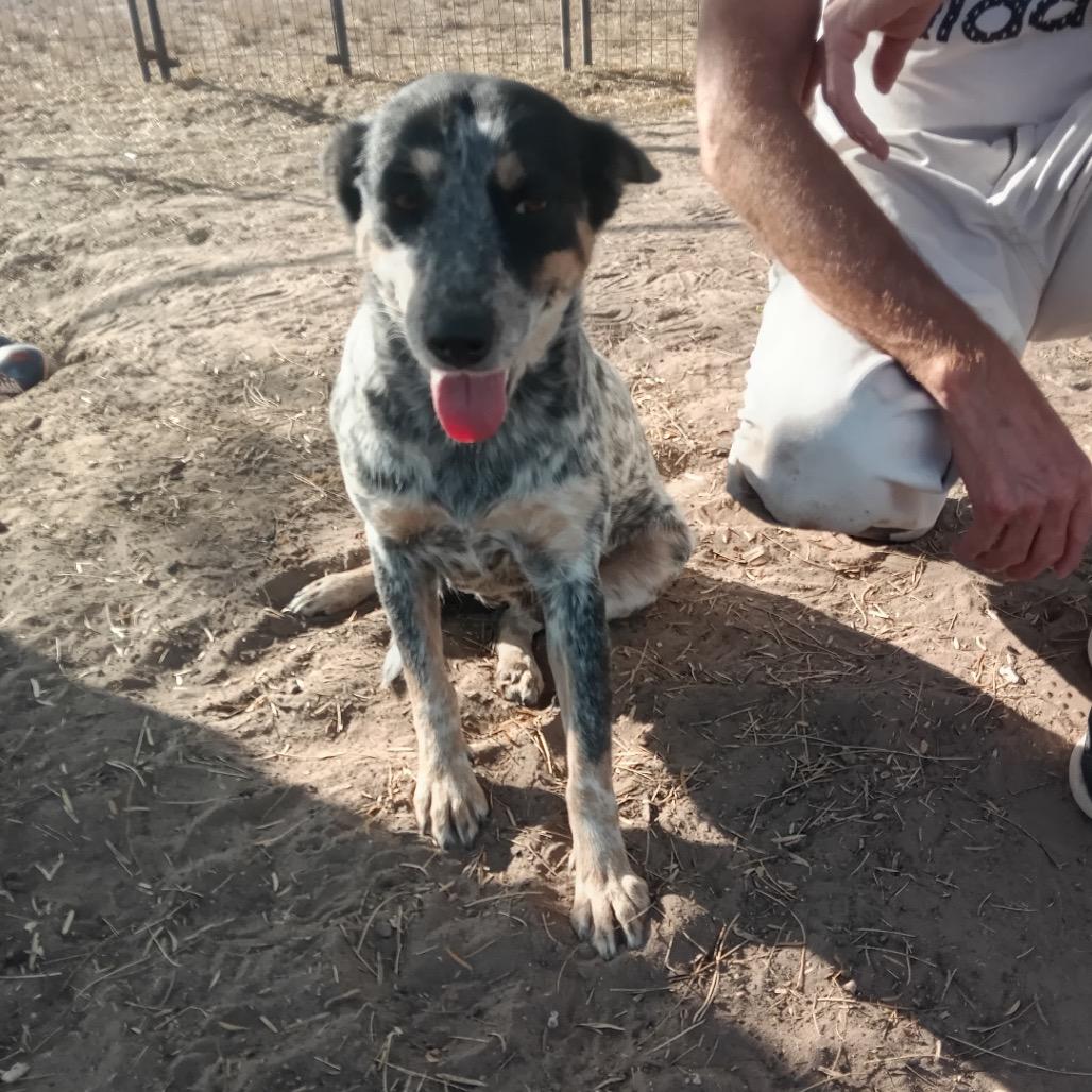 Enlarge Lizzie, a Adoptable mixed breed in West Islip, NY image 3/5