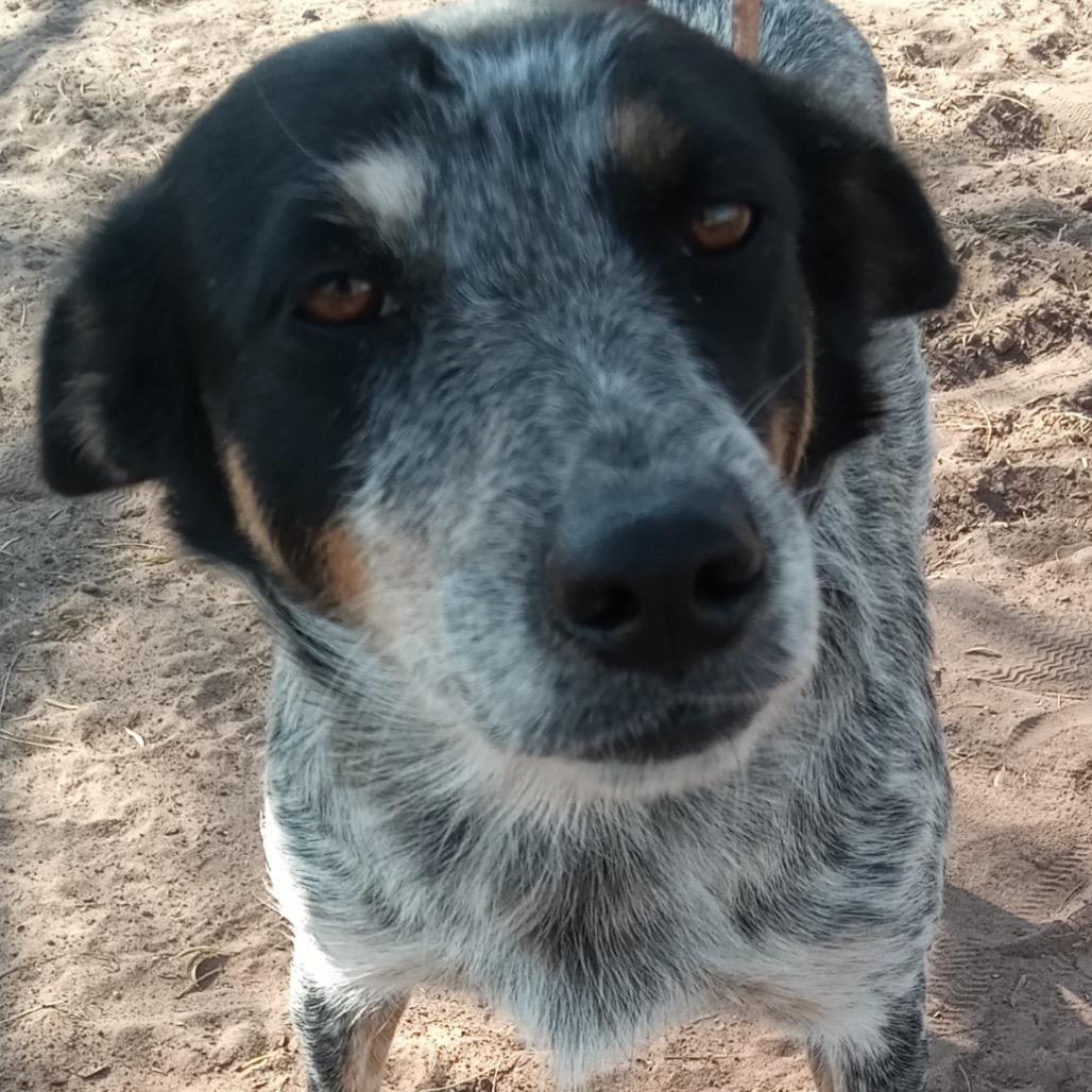 Enlarge Lizzie, a Adoptable mixed breed in West Islip, NY image 2/4