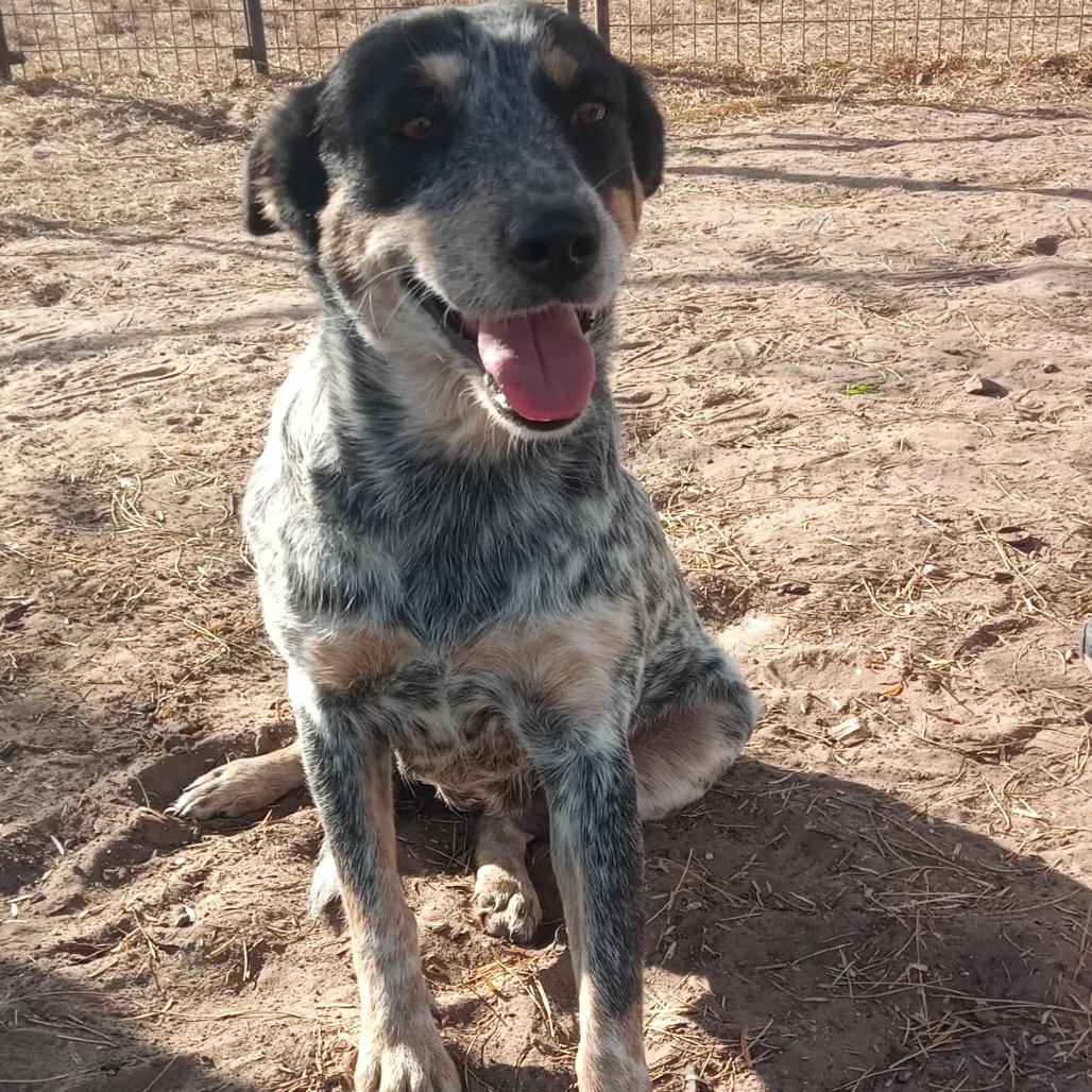 Enlarge Lizzie, a Adoptable mixed breed in West Islip, NY image 4/5