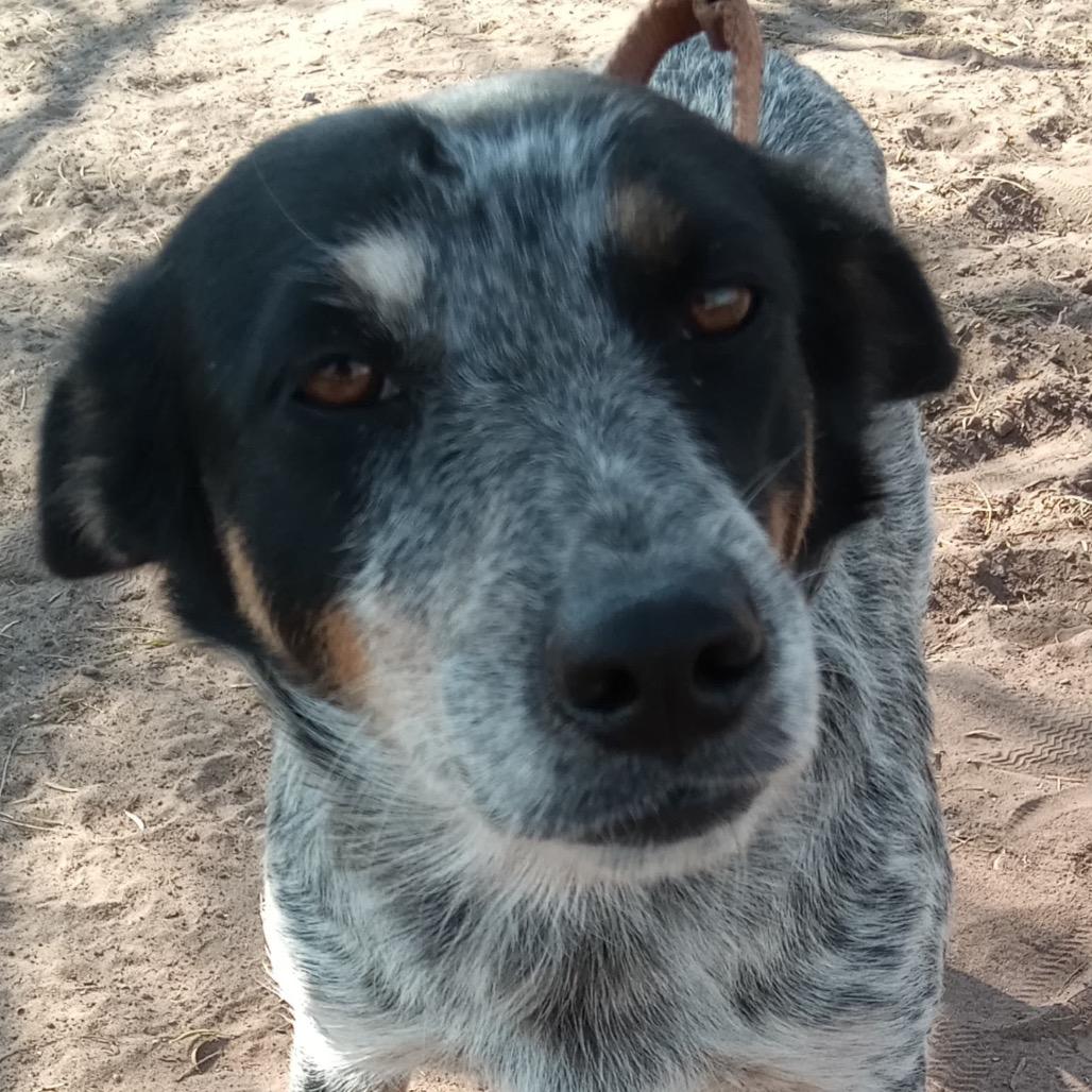 Enlarge Lizzie, a Adoptable mixed breed in West Islip, NY image 2/3