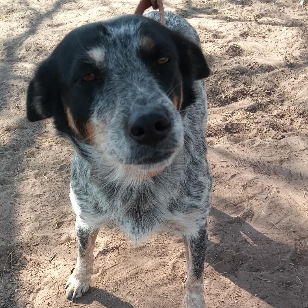 Enlarge Lizzie, a Adoptable mixed breed in West Islip, NY image 3/3