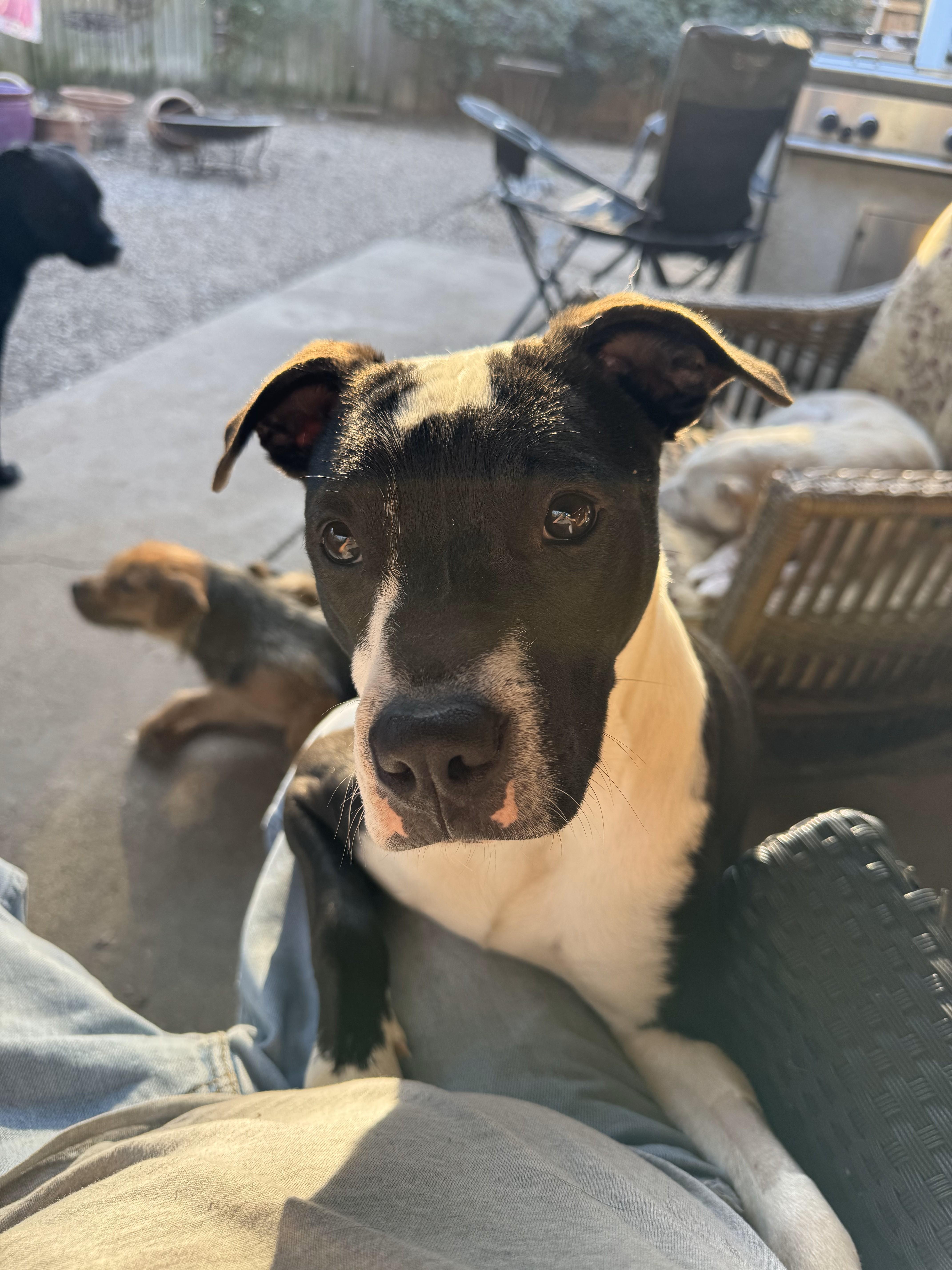 Navi, Adoptable, Young Female Pit Bull Terrier.