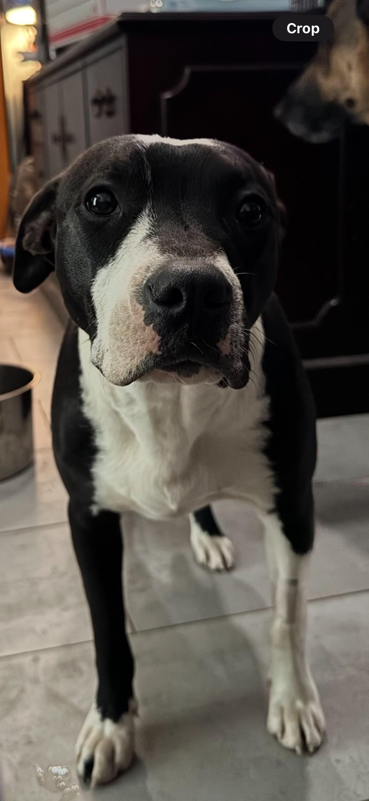 Enlarge Navi, a Adoptable mixed breed in Pantego, TX image 4/4