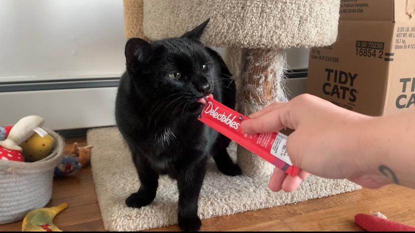 Bow, Adoptable, Adult Female Domestic Short Hair.