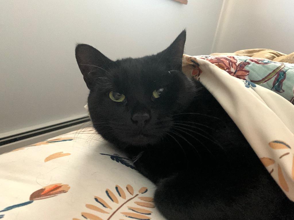 Bow, a Adoptable mixed breed in Pawtucket, RI image 2/4