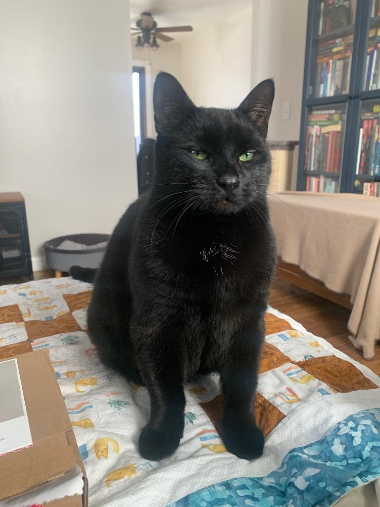 Bow, a Adoptable mixed breed in Pawtucket, RI image 3/4