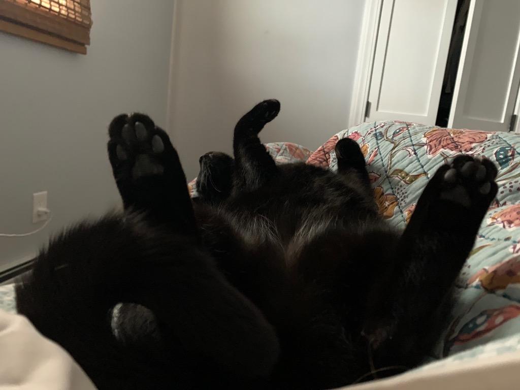 Bow, a Adoptable mixed breed in Pawtucket, RI image 4/4