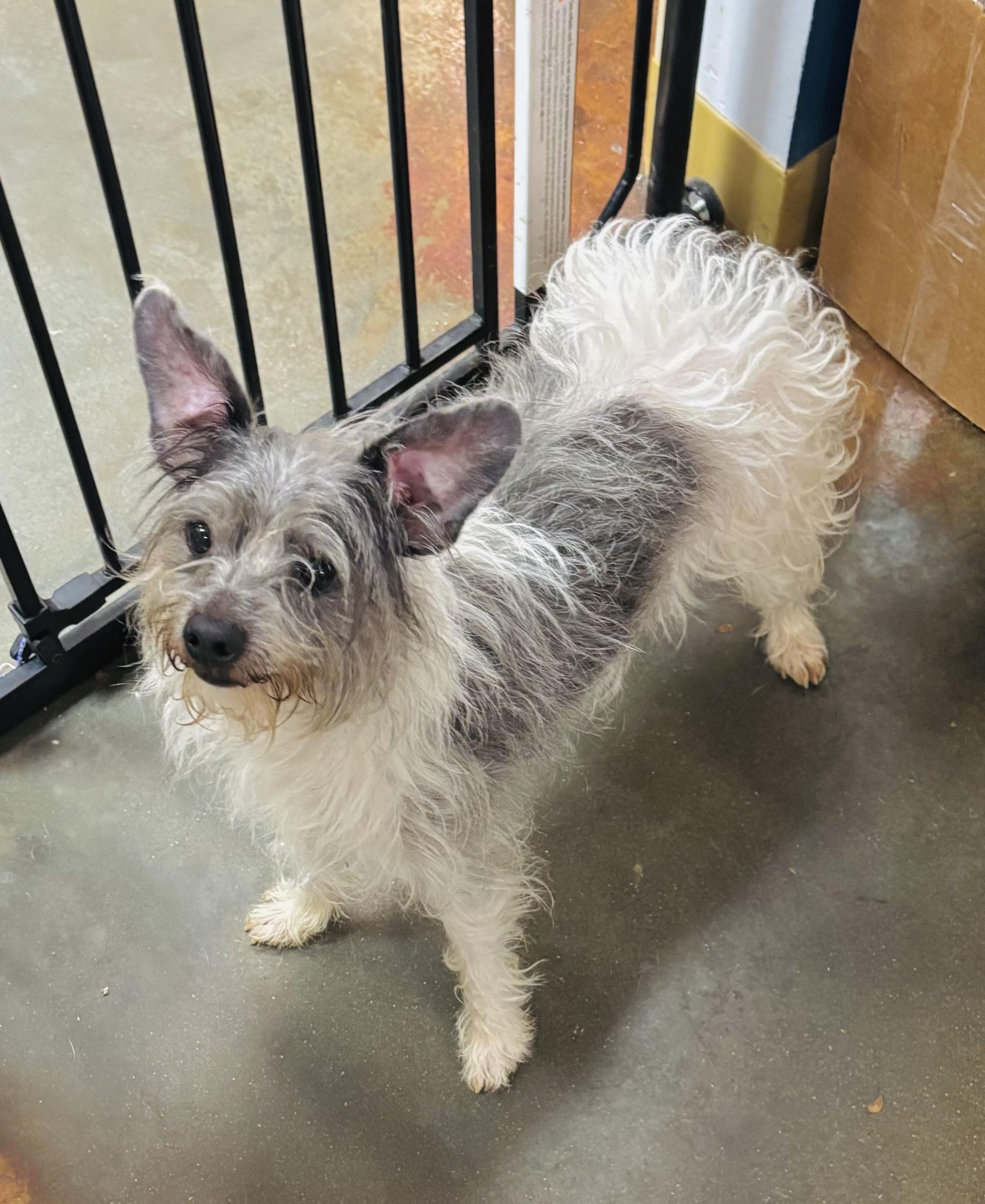 Enlarge Gus Gus, a Adoptable mixed breed in Council Bluffs, IA image 2/2