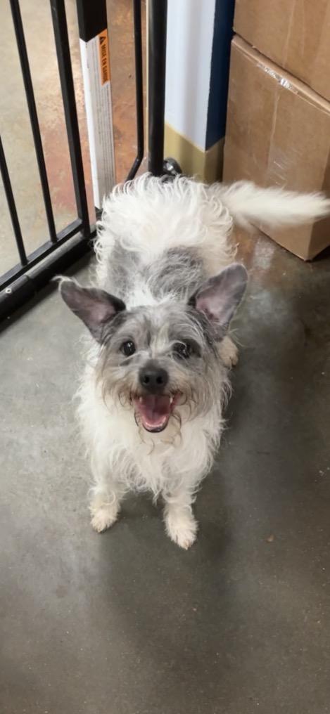Gus Gus, Adoptable, Adult Male Terrier.
