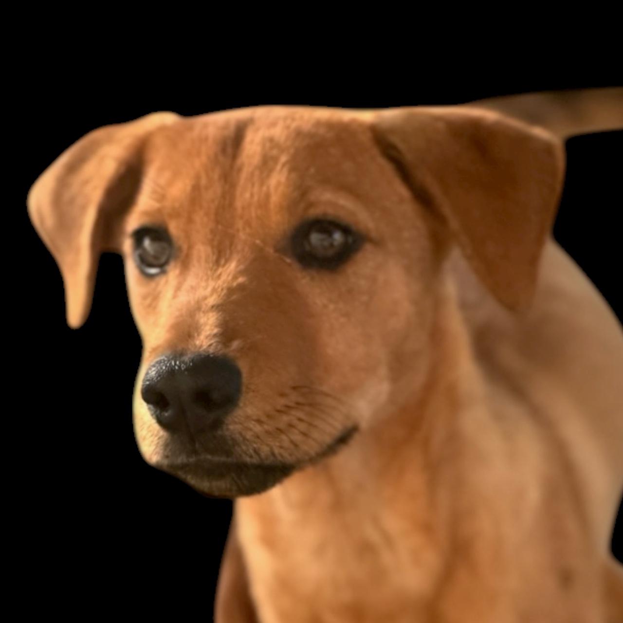 Nitty, Adoptable, Young Female Retriever.