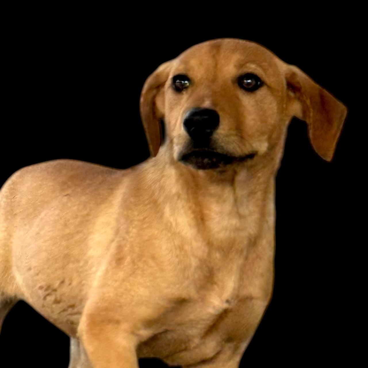 Enlarge Nitty, a Adoptable mixed breed in Troy, AL image 3/3