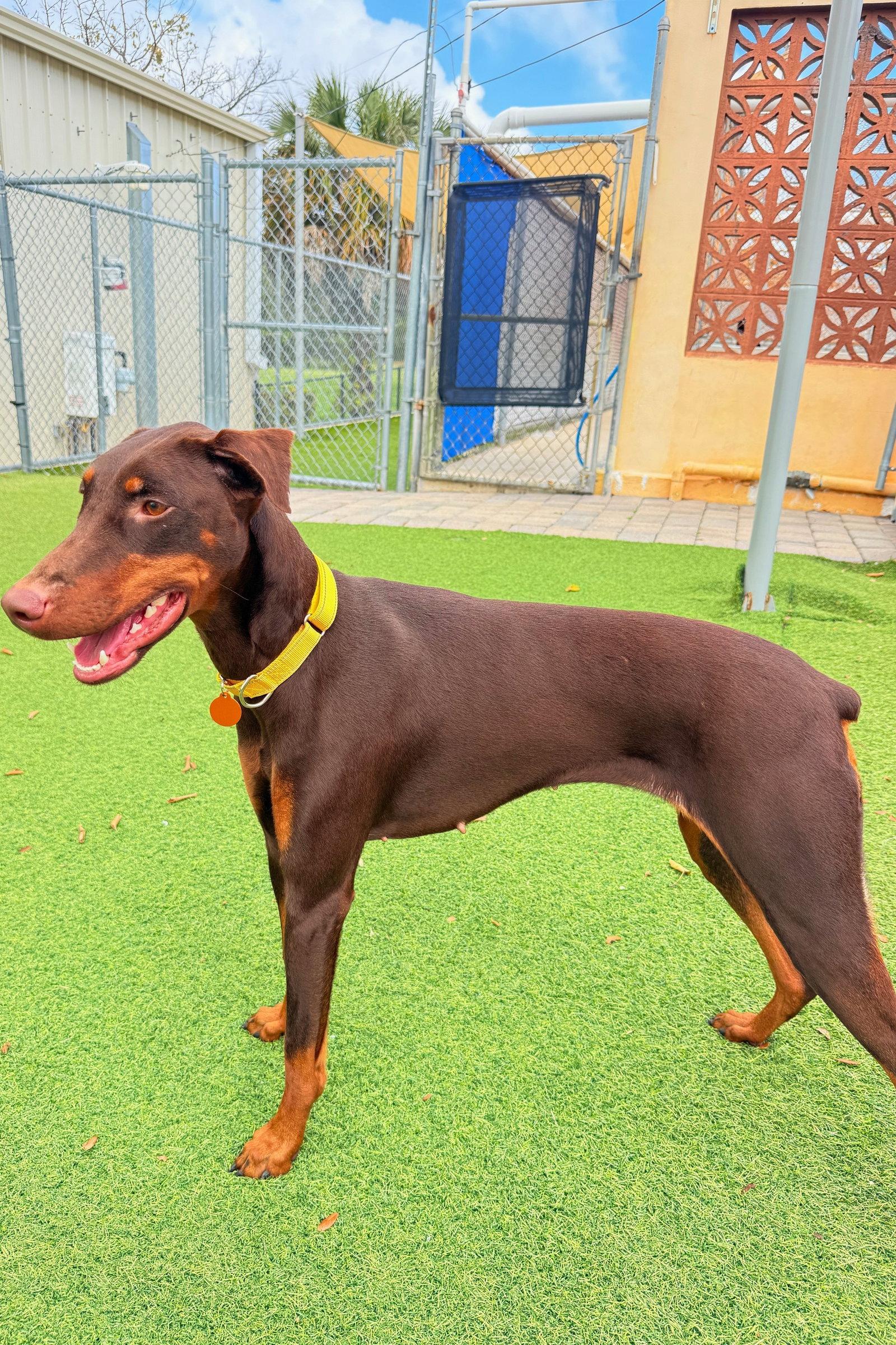Luna 3540, a Adopted Doberman Pinscher in Oakland Park, FL image 1/3