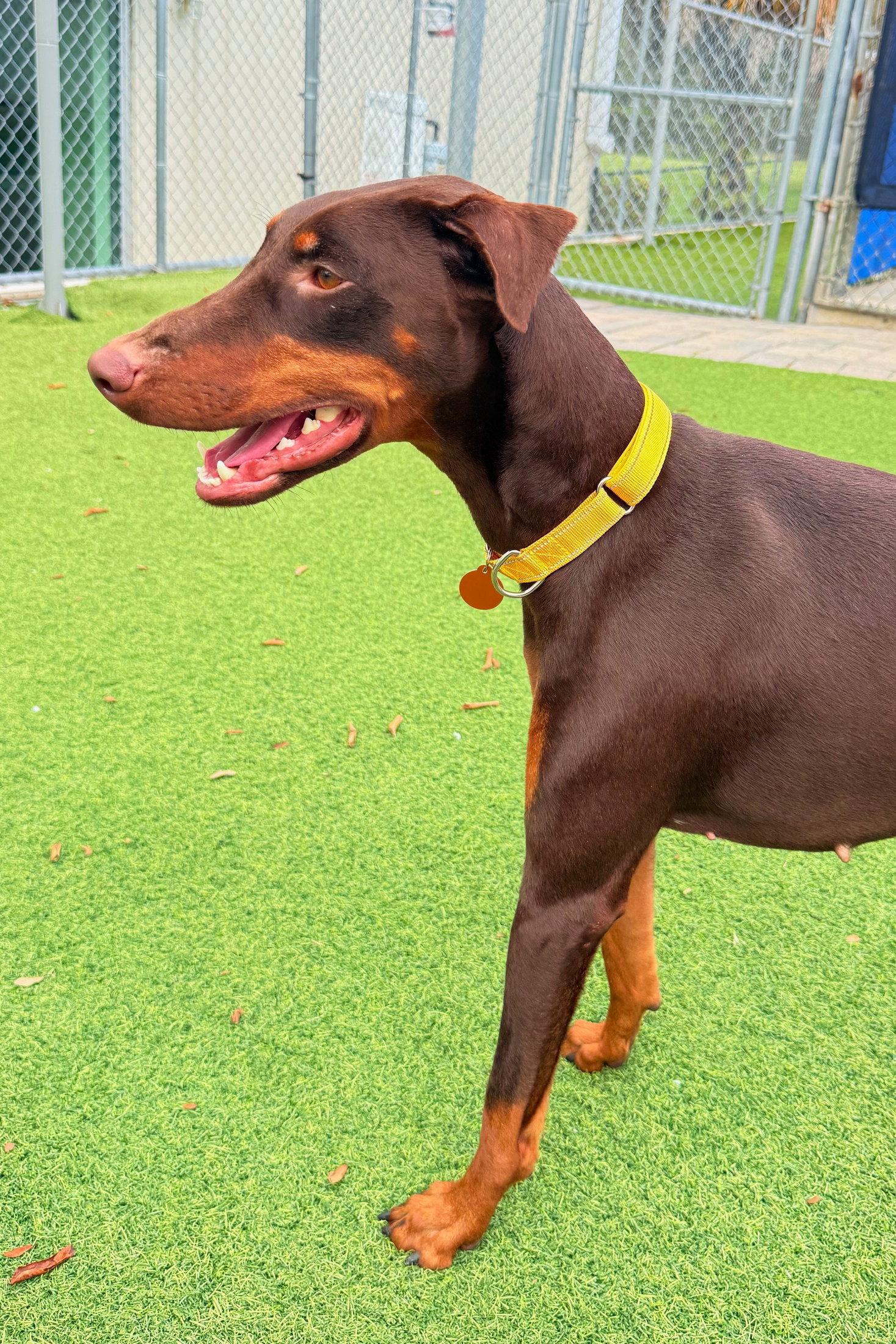 Luna 3540, a Adopted Doberman Pinscher in Oakland Park, FL image 3/3