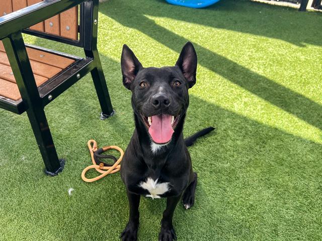 ARWEN — thumbnail 2