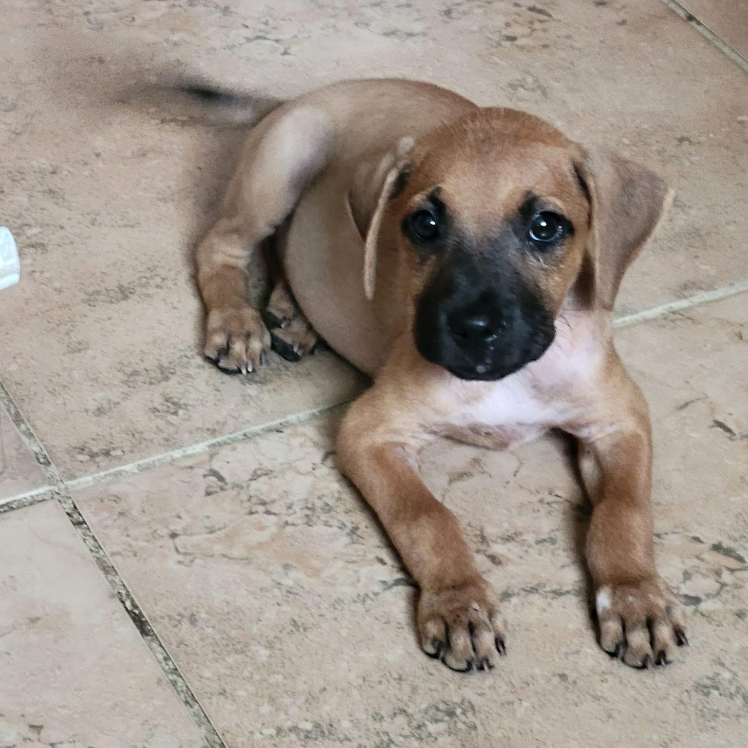 Enlarge Lil Mamma, a ADOPTABLE mixed breed in Christiansted, VI image 1/3