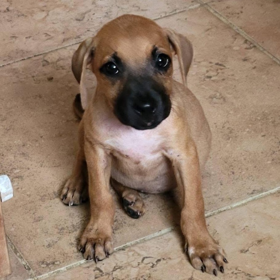 Enlarge Lil Mamma, a ADOPTABLE mixed breed in Christiansted, VI image 2/3