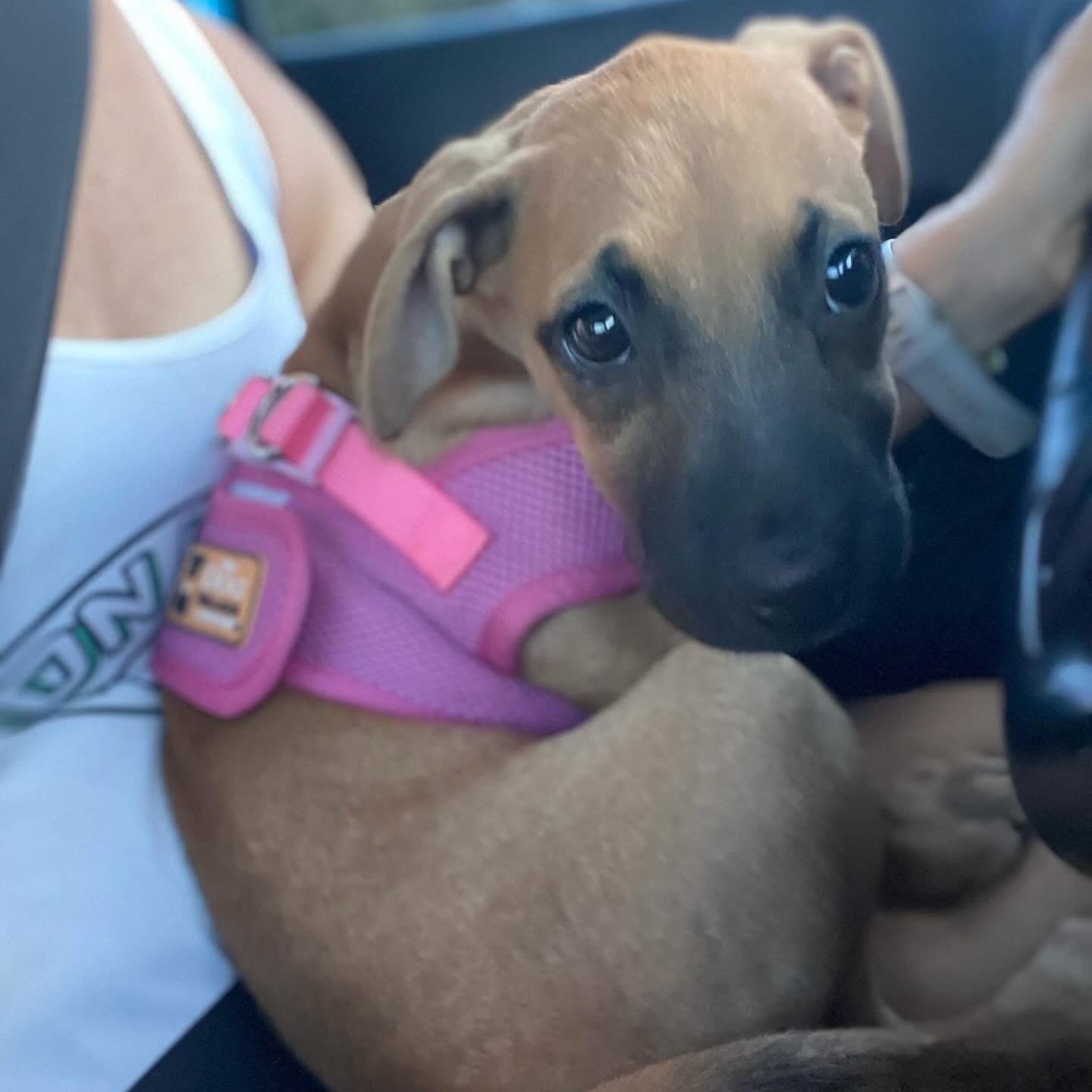 Enlarge Lil Mamma, a ADOPTABLE mixed breed in Christiansted, VI image 3/3