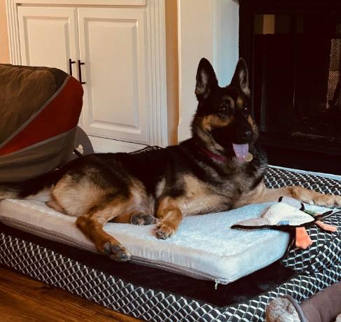 Enlarge Akari, a Adopted German Shepherd Dog in Discovery Bay, CA image 1/3