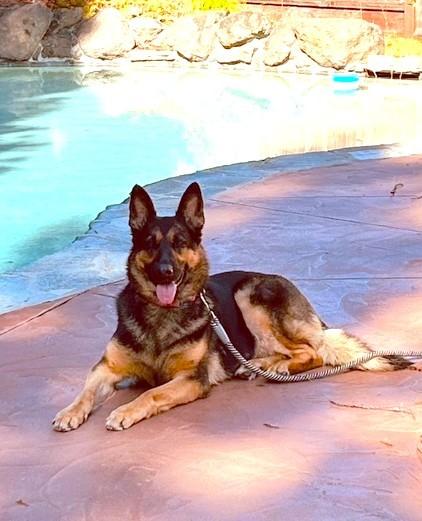 Enlarge Akari, a Adopted German Shepherd Dog in Discovery Bay, CA image 2/3