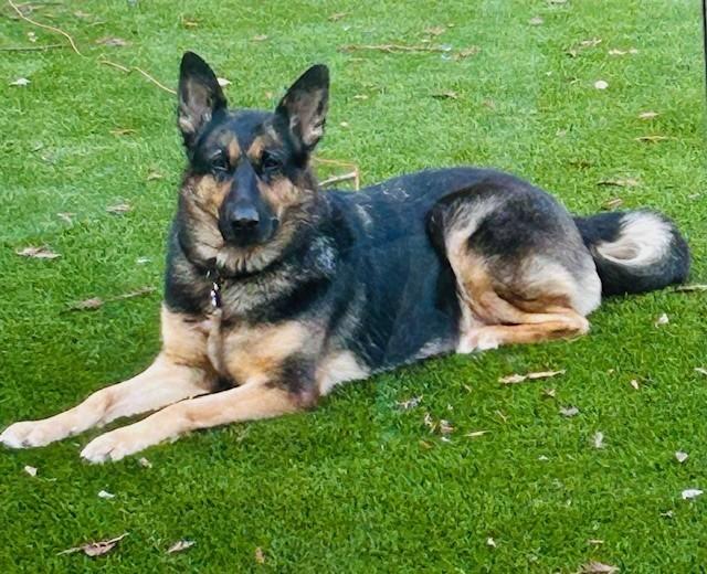 Enlarge Akari, a Adopted German Shepherd Dog in Discovery Bay, CA image 3/3