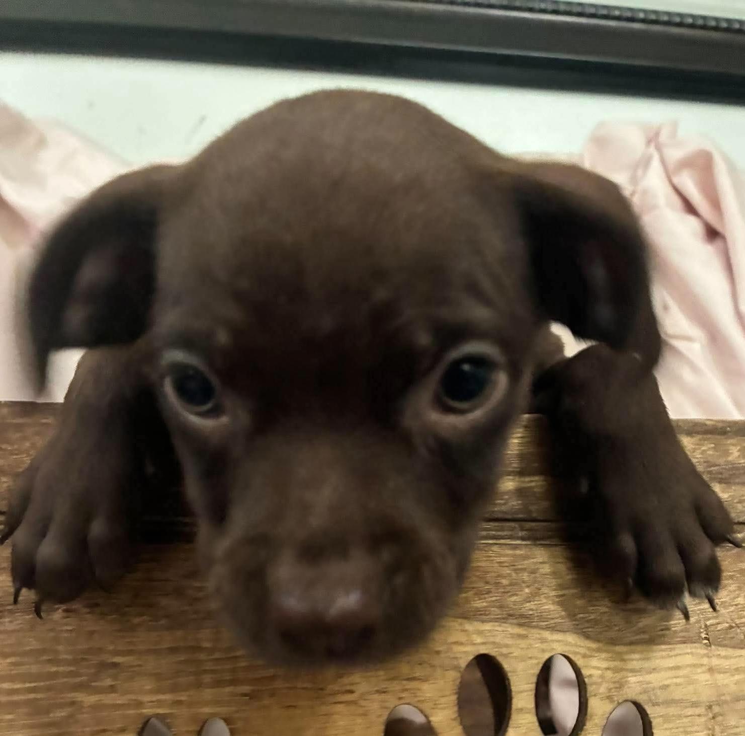 Twixie (Super Snuggly), a Adoptable mixed breed in Farmington, CT image 5/5