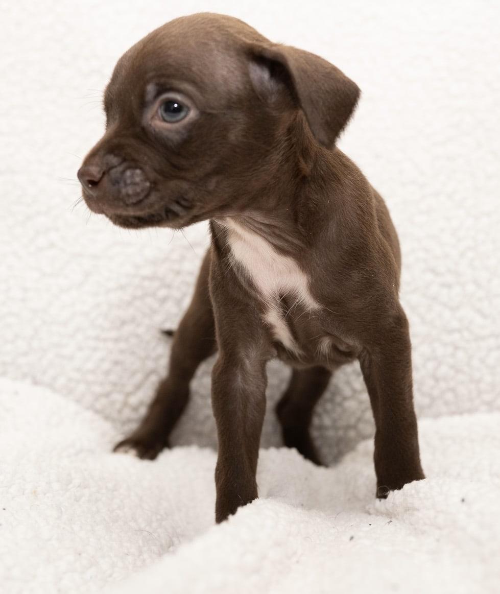 Twixie (Super Snuggly), a Adoptable mixed breed in Farmington, CT image 3/5