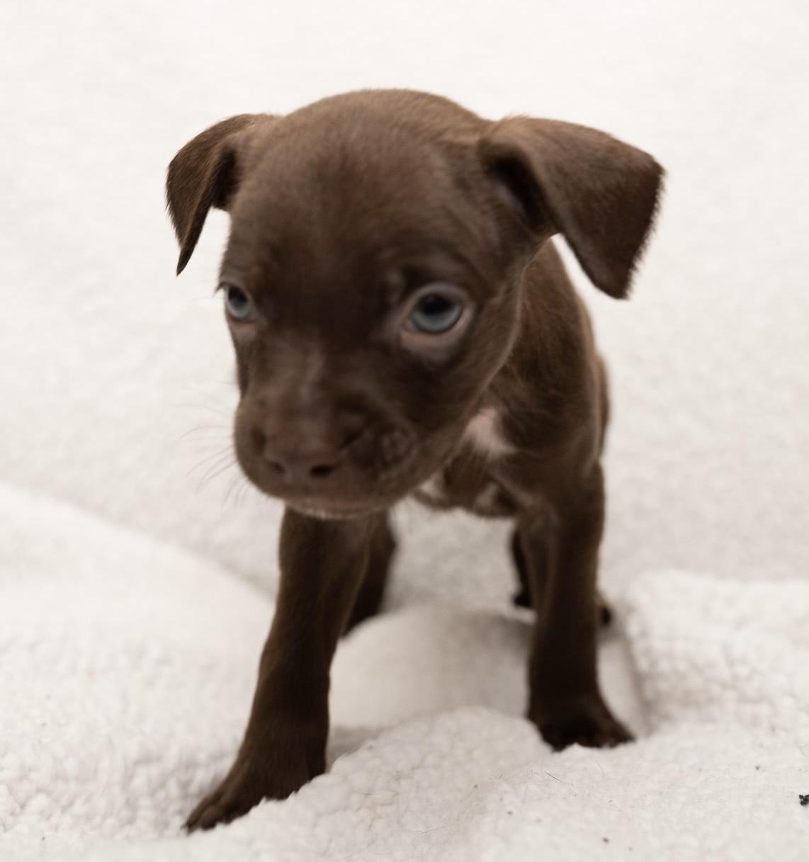 Twixie (Super Snuggly), a Adoptable mixed breed in Farmington, CT image 2/5