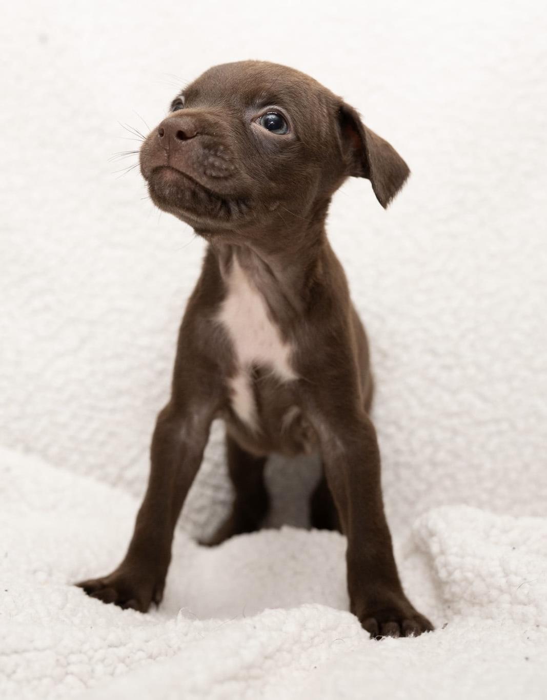 Twixie (Super Snuggly), Adoptable, Puppy Female Boston Terrier & Miniature Poodle.