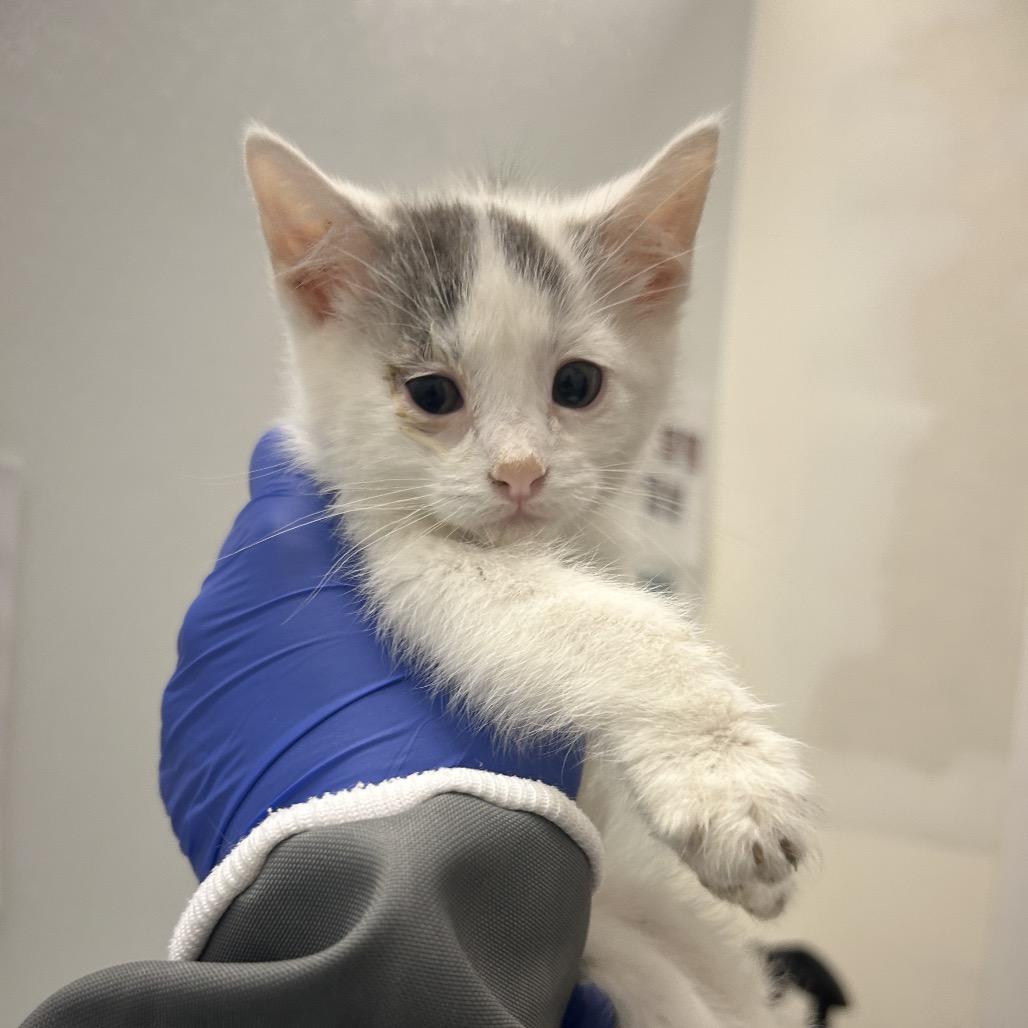 Angus, Adoptable, Kitten Female Domestic Medium Hair.
