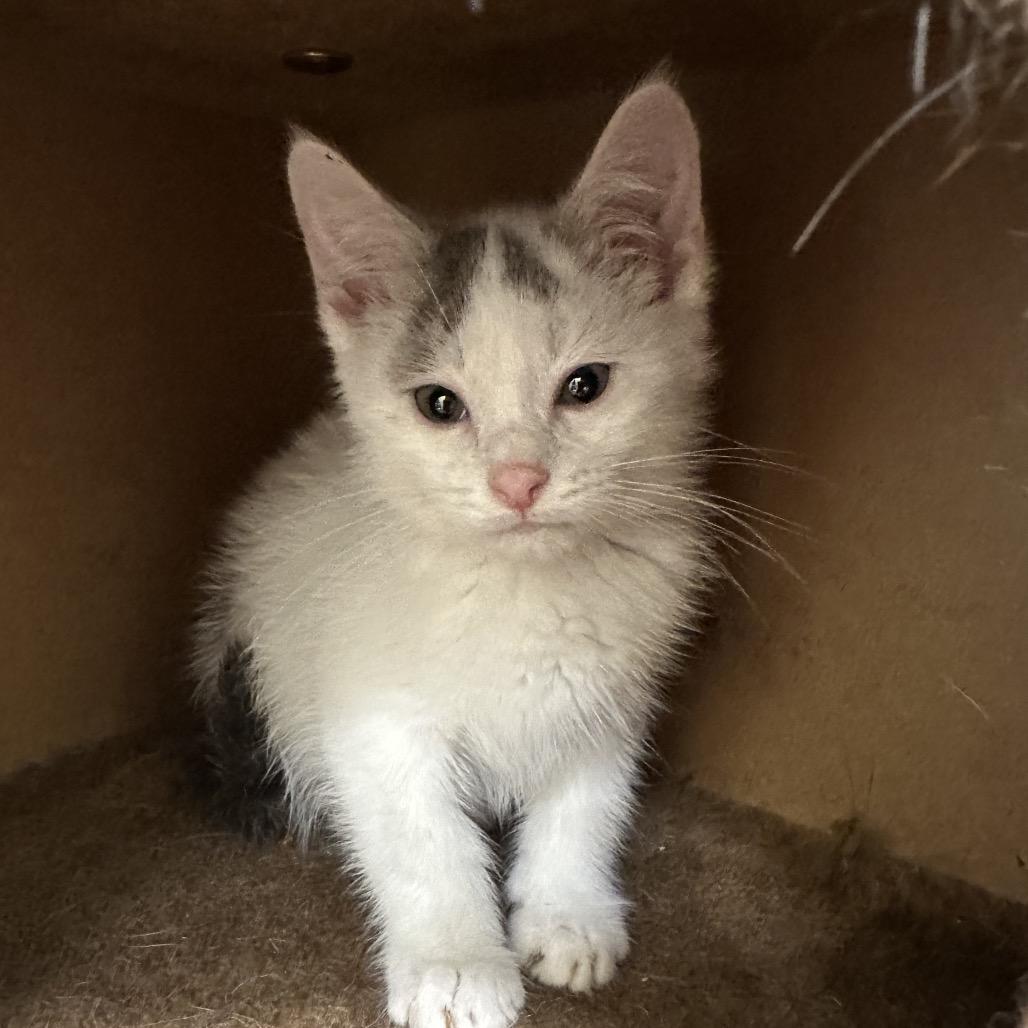 Angus, a Adoptable Domestic Medium Hair in Park City, UT image 2/2