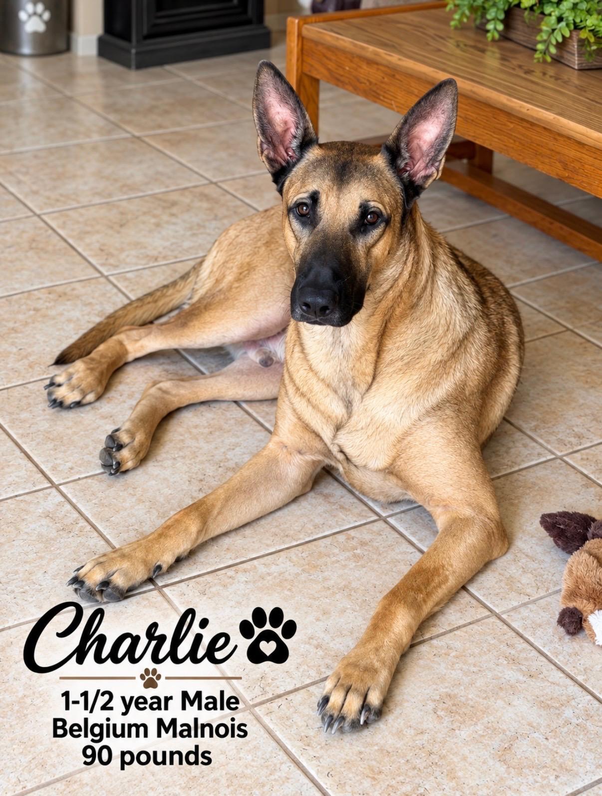 Enlarge CHARLIE - 1 YEAR MALE BELGIAN MALINOIS - 90 POUNDS, a Adoptable Belgian Shepherd / Malinois in Mesa, AZ image 1/2