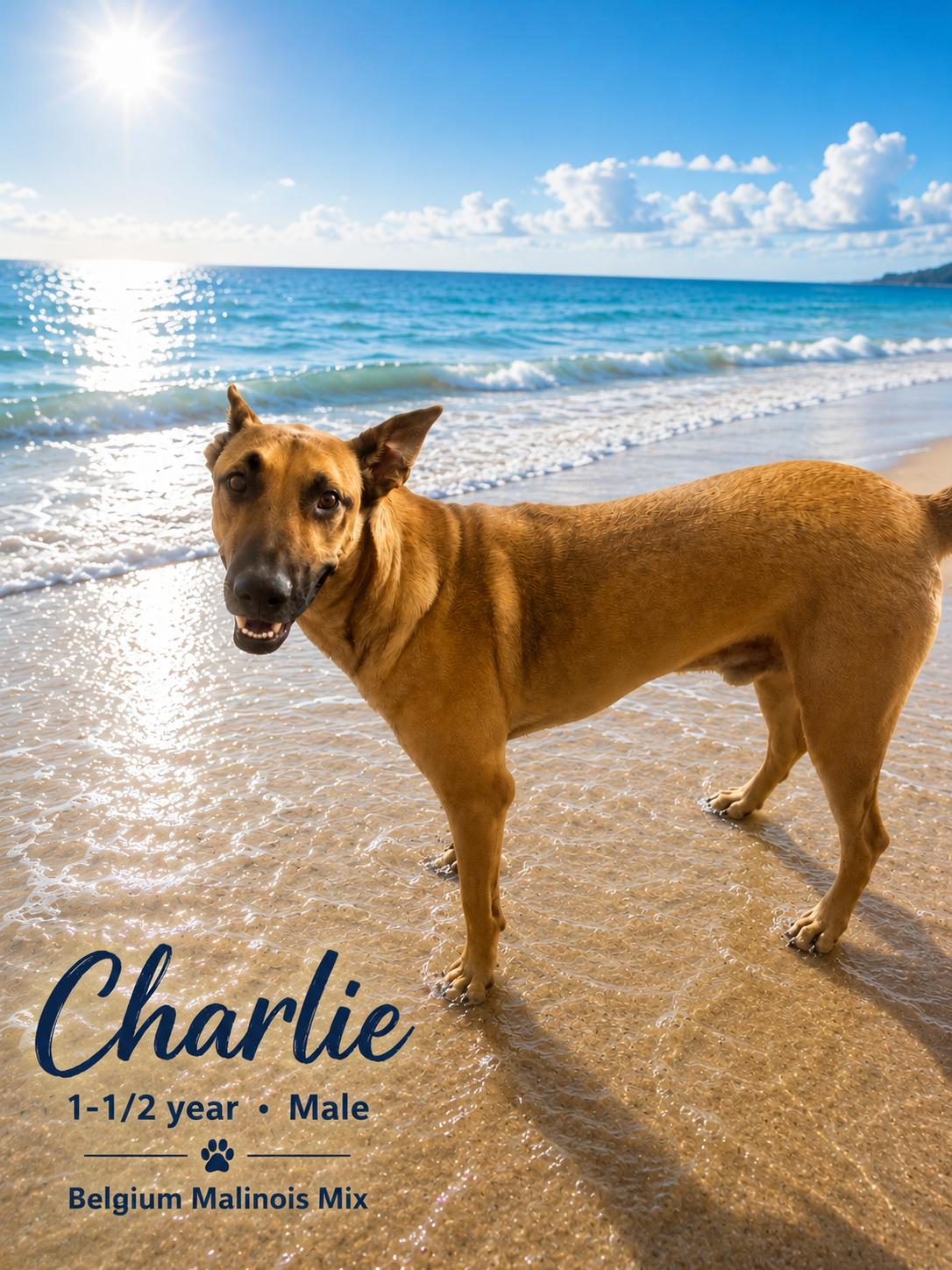 CHARLIE - 1 YEAR MALE BELGIAN MALINOIS - 84 POUNDS, a ADOPTABLE Belgian Shepherd / Malinois in Mesa, AZ image 2/2