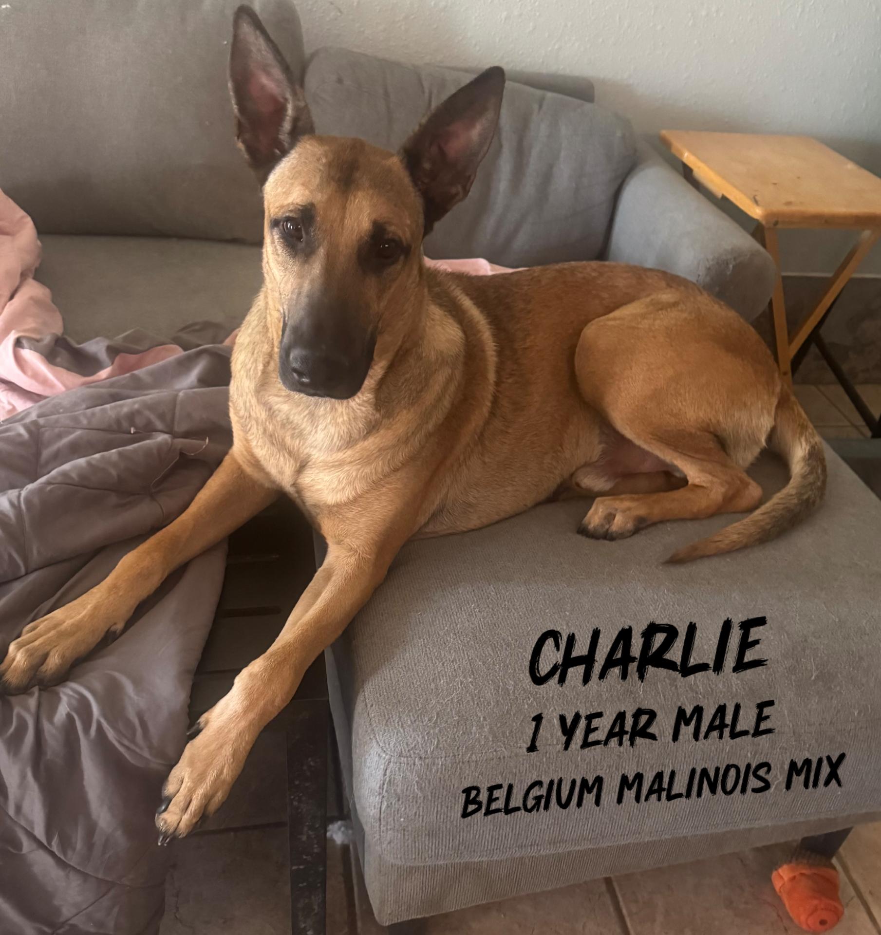 CHARLIE - 1 YEAR MALE BELGIAN MALINOIS - 84 POUNDS, ADOPTABLE, Adult Male Belgian Shepherd / Malinois.