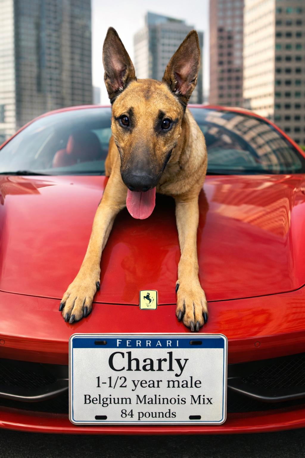 CHARLY  – 1 YEAR MALE BELGIAN MALINOIS - 84 POUNDS, ADOPTABLE, Adult Male Belgian Shepherd / Malinois.