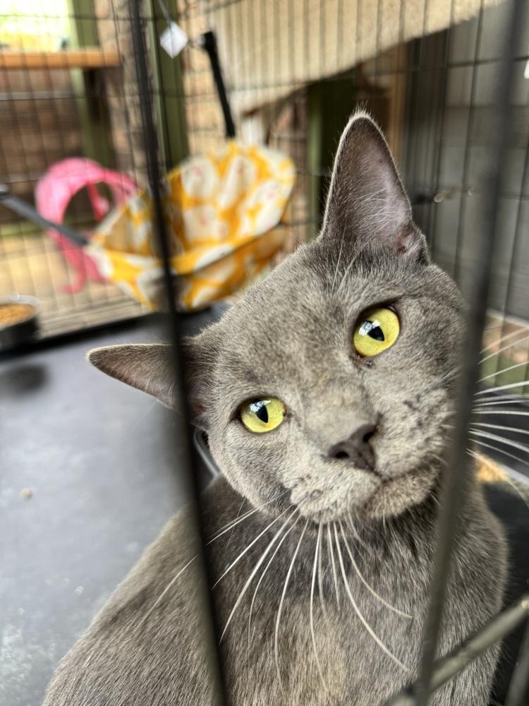 Miso, Adoptable, Young Male Russian Blue & Domestic Short Hair.