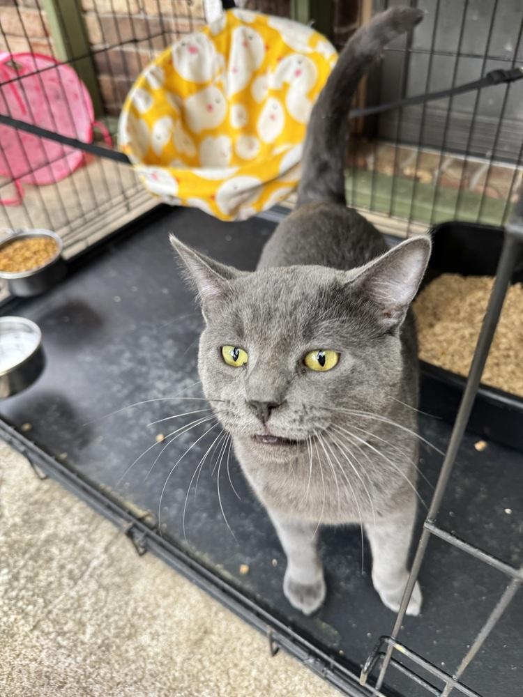 Enlarge Miso, a Adoptable mixed breed in Plumerville, AR image 2/2