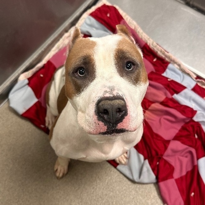 Egypt, an adoptable Pit Bull Terrier in Kearney, NE_image-1